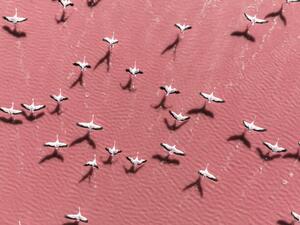 Konstfotografering Drone image close to flamingos flying, Abstract Aerial Art, (40 x 30 cm)
