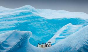 Konstfotografering A group of Penguins stand atop, David Merron Photography, (40 x 24.6 cm)