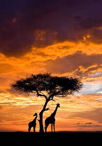 Konstfotografering Silhoutted Giraffe with acacia tree at sunset, Darrell Gulin, (26.7 x 40 cm)