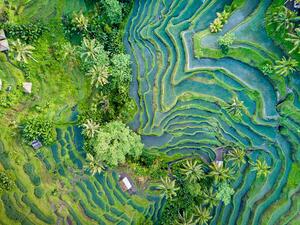 Konstfotografering Aerial view of Rice Terrace in Bali Indonesia, Travelstoxphoto, (40 x 30 cm)