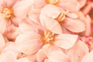 Konstfotografering Close-up of pink flowers, Natalia Serenko / 500px, (40 x 26.7 cm)