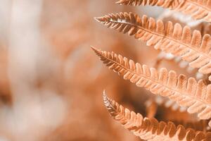 Konstfotografering Fern leaf closeup, natural ferns pattern., Anna Skliarenko, (40 x 26.7 cm)
