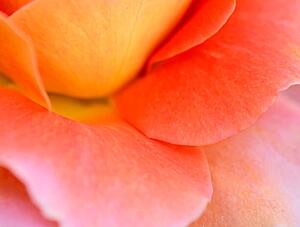Konstfotografering Colorful Rose Petal, Katie Plies, (40 x 30 cm)