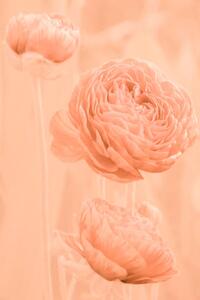 Konstfotografering Flowers and buds of apricot-colored ranunculus, Tatiana rico, (26.7 x 40 cm)