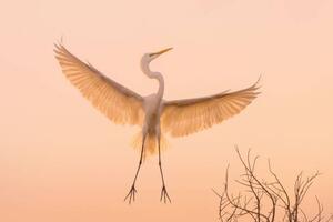 Konstfotografering Graceful white Heron in flight, Wirestock, (40 x 26.7 cm)