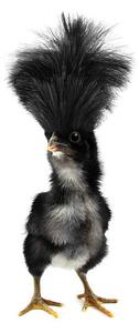 Fotografi Crazy black chick with ridiculous hair, UroshPetrovic, (22.5 x 40 cm)