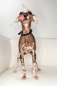 Konstfotografering Chinese Crested dog portrait., - Fotosearch, (26.7 x 40 cm)