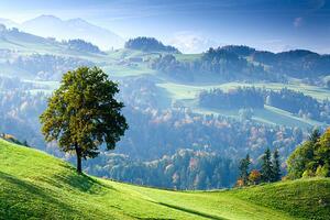 Konstfotografering Switzerland, Bernese Oberland, tree on hillside, Travelpix Ltd, (40 x 26.7 cm)