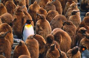 Konstfotografering Adult king penguin surrounded by, Art Wolfe, (40 x 26.7 cm)