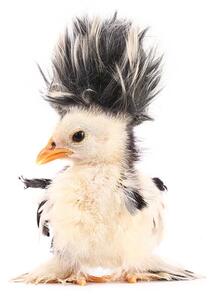 Konstfotografering Crazy chick with even crazier hair, UroshPetrovic, (30 x 40 cm)