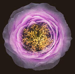 Konstfotografering Blended Flowers Imagination View, MirageC, (40 x 40 cm)
