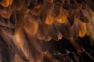 Konstfotografering Golden Eagle's feathers, Tim Platt, (40 x 26.7 cm)