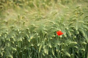 Konstfotografering Lonely poppy in a wheat field, Jean-Philippe Tournut, (40 x 26.7 cm)