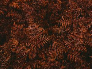 Fotografi High angle view of brown fern leaves, Johner Images, (40 x 30 cm)