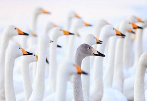 Konstfotografering Unique swan, High quality images of Japan and nature, (40 x 26.7 cm)
