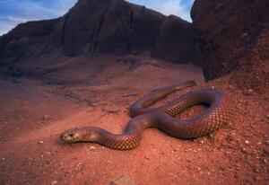 Konstfotografering Large, wild king brown/mulga snake, Kristian Bell, (40 x 26.7 cm)