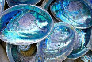 Fotografi Close-up of some Paula shells also called Abalone, LazingBee, (40 x 26.7 cm)