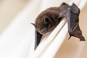 Konstfotografering common pipistrelle a small bat, fermate, (40 x 26.7 cm)