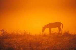 Konstfotografering Horse silhouette on morning meadow. Orange, kovop58, (40 x 26.7 cm)