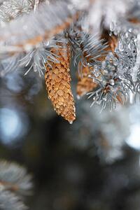 Konstfotografering Frozen pinecones in winter, sangfoto, (26.7 x 40 cm)