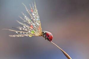 Fotografi Ladybug on dandelion, mikroman6, (40 x 26.7 cm)