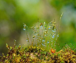 Fotografi Water drops on moss with Sun beams, K-Paul, (40 x 35 cm)