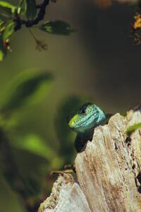 Fotografi European green lizard (Lacerta viridis), Marko Petkovic Visual, (26.7 x 40 cm)