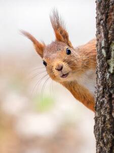 Fotografi Close-up of squirrel on tree trunk,Tumba,Botkyrka,Sweden, mange6699 / 500px, (30 x 40 cm)