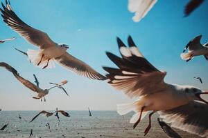 Konstfotografering Close-Up of Seagulls above Sea against, sakchai vongsasiripat, (40 x 26.7 cm)