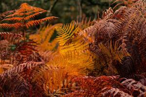 Konstfotografering dry ferns in a forest in fall, vicvaz, (40 x 26.7 cm)