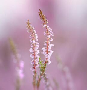 Konstfotografering Close-up of pink flowering plant, bunthem / 500px, (40 x 40 cm)
