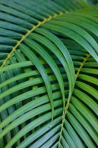 Fotografi Tropical Coconut Palm Leaves, Darrell Gulin, (26.7 x 40 cm)