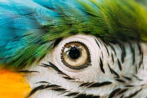 Konstfotografering Eye Of Blue-and-yellow Macaw Also Known, bruev, (40 x 26.7 cm)