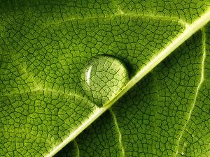 Konstfotografering water drop on leaf, Mark Mawson, (40 x 30 cm)