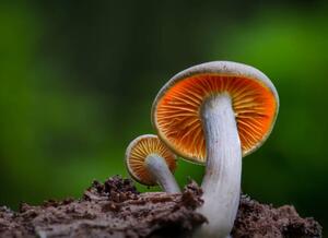 Fotografi Close-up of mushroom growing on field,Silkeborg,Denmark, Karim Qubadi / 500px, (40 x 30 cm)