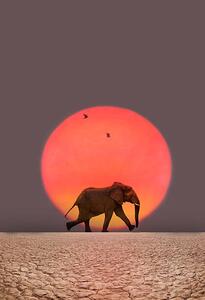Konstfotografering Elephant walking., Grant Faint, (26.7 x 40 cm)