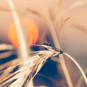 Fotografi Ladybug sitting on wheat during sunset, Pawel Gaul, (40 x 40 cm)