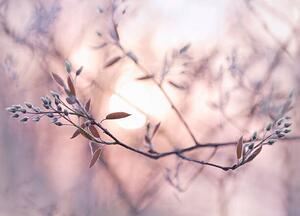 Konstfotografering Sun shining through branches with dew covered buds, EschCollection, (40 x 30 cm)