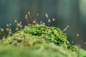 Fotografi Moss sporangia with morning dew (close-up), LITTLE DINOSAUR, (40 x 26.7 cm)
