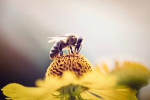 Fotografi Honeybee collecting pollen from a flower, mrs, (40 x 26.7 cm)