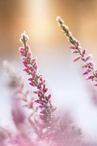 Fotografi Winter background with frosted heather flowers, Eerik, (26.7 x 40 cm)