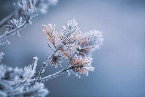 Konstfotografering Autumn - frosty pine needles, Baac3nes, (40 x 26.7 cm)