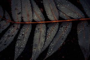 Konstfotografering Leaf of Staghorn sumac, close-up, Westend61, (40 x 26.7 cm)