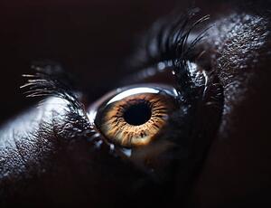 Fotografi The Human Eye., Ben Welsh, (40 x 30 cm)