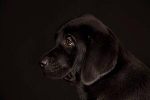 Konstfotografering black Labrador Retriever puppy, Koljambus, (40 x 26.7 cm)