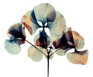 Konstfotografering Pressed and dried dry flower, andersboman, (40 x 26.7 cm)