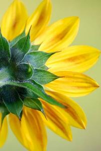 Konstfotografering Sunflower, dgphotography, (26.7 x 40 cm)
