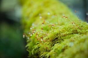 Fotografi Close-up Moss with the dropped water, Namthip Muanthongthae, (40 x 26.7 cm)
