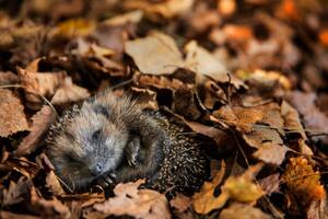 Konstfotografering European hedgehog is sleeping in, DieterMeyrl, (40 x 26.7 cm)