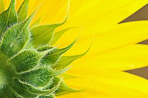 Konstfotografering Sunflower, magnez2, (40 x 26.7 cm)